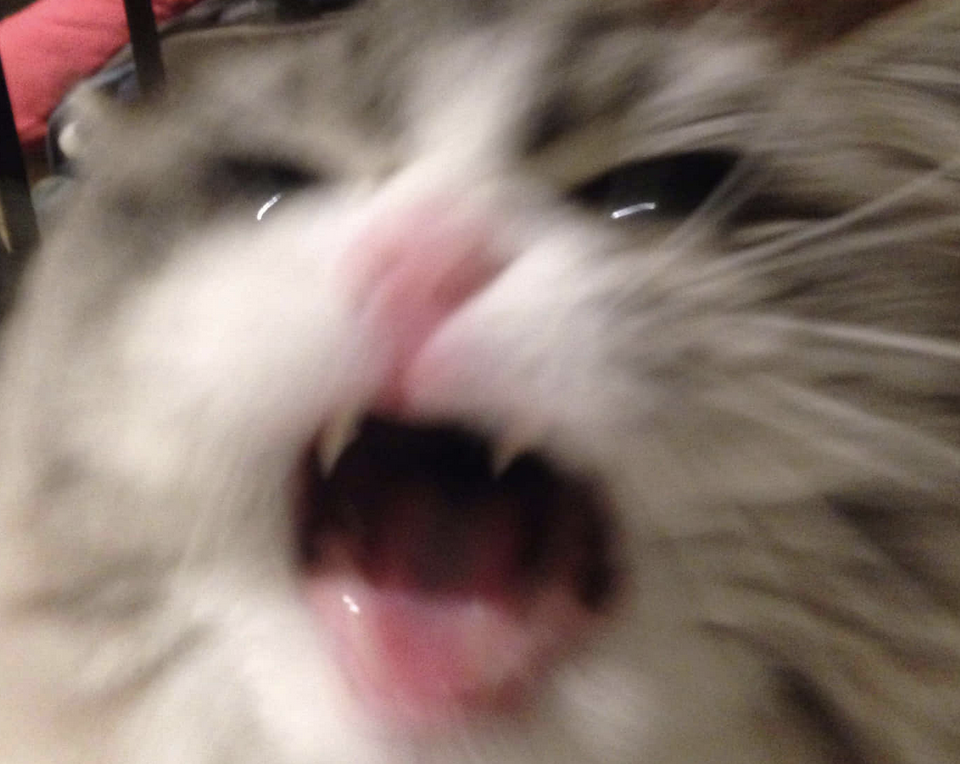 A screaming cat